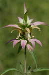 Spotted beebalm